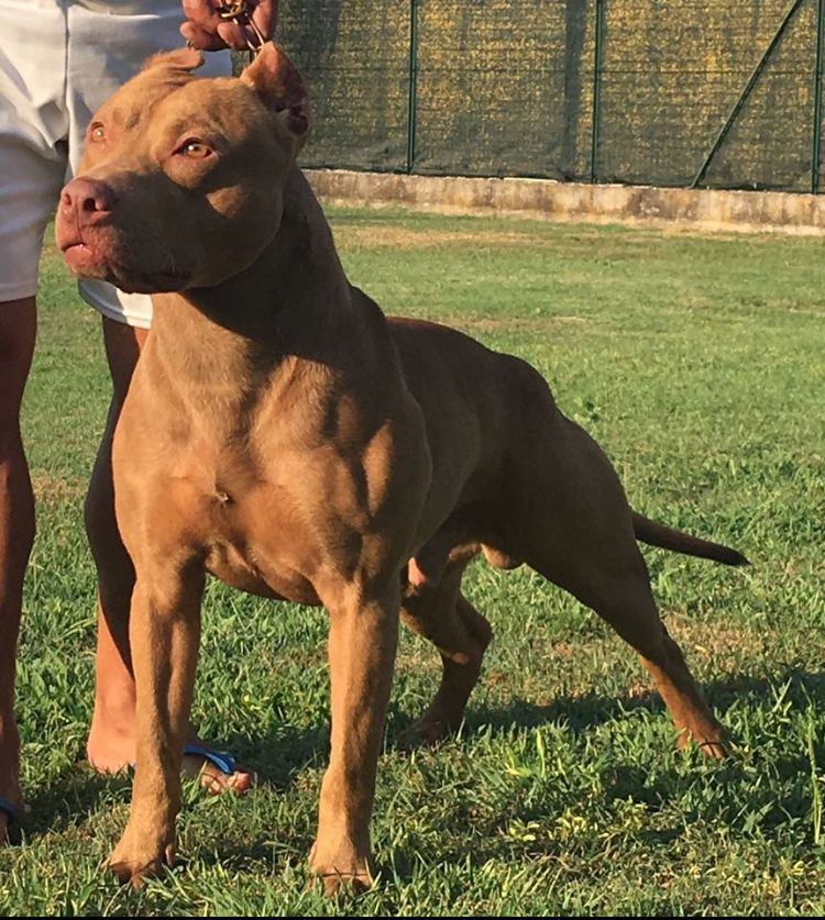 Photo of the dog