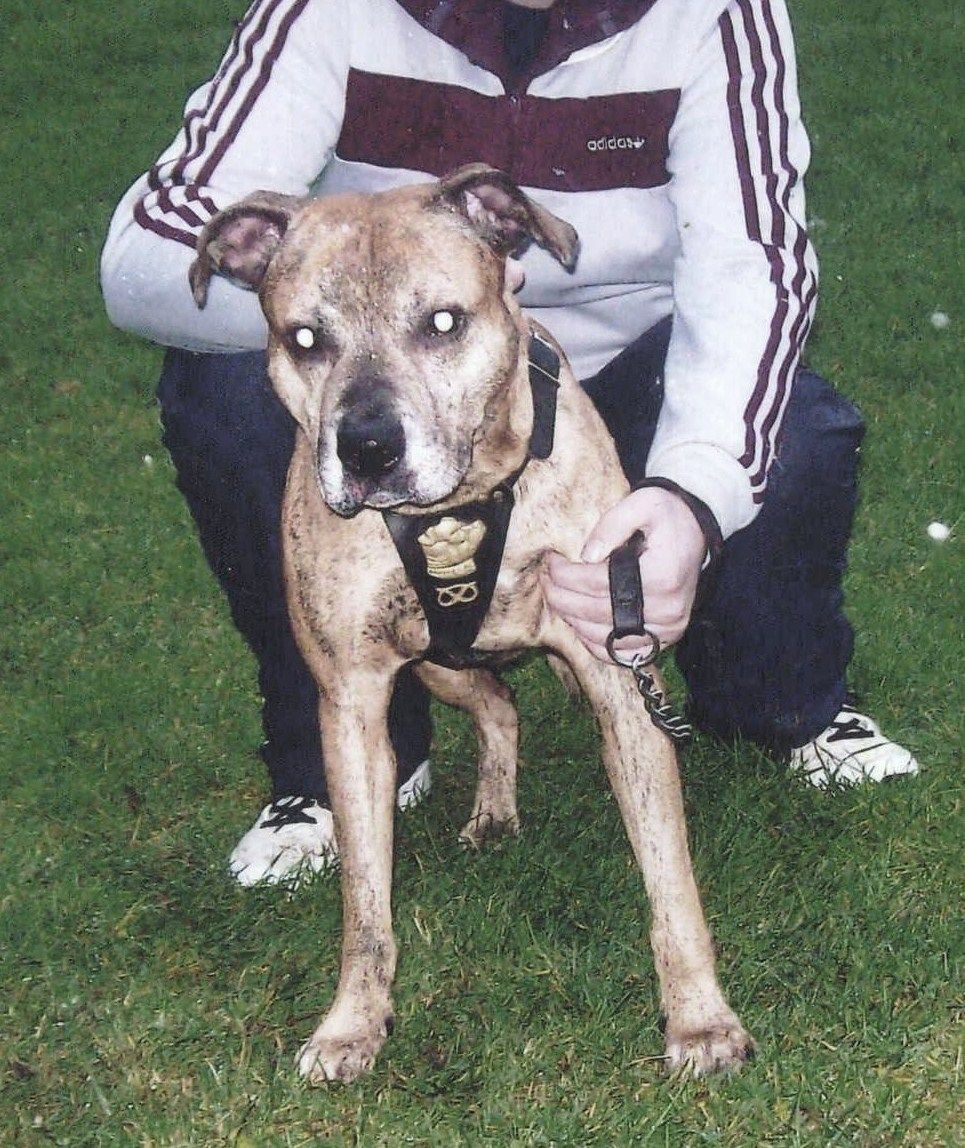 Photo of the dog