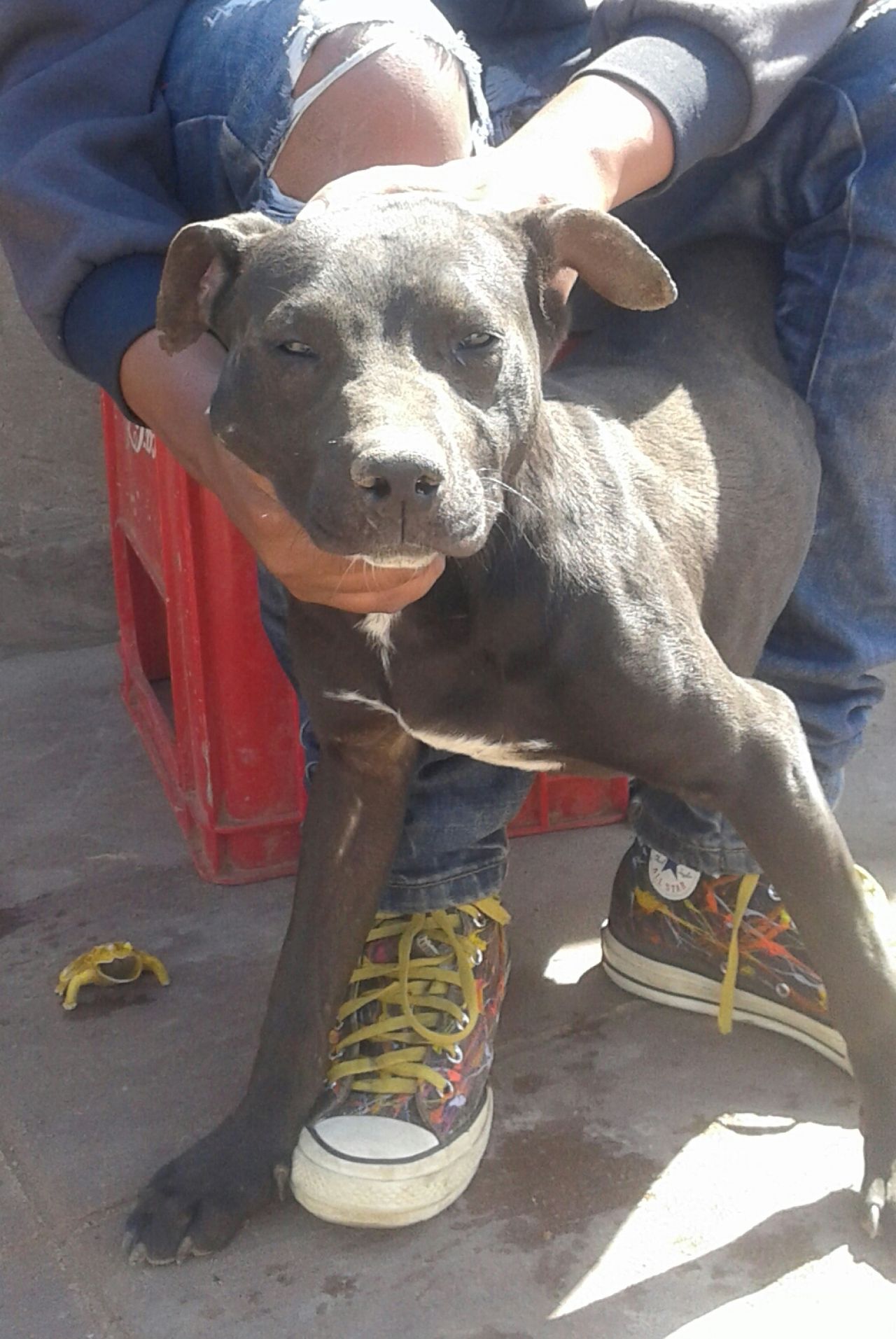 Photo of the dog