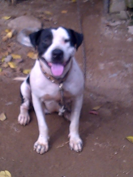 Photo of the dog