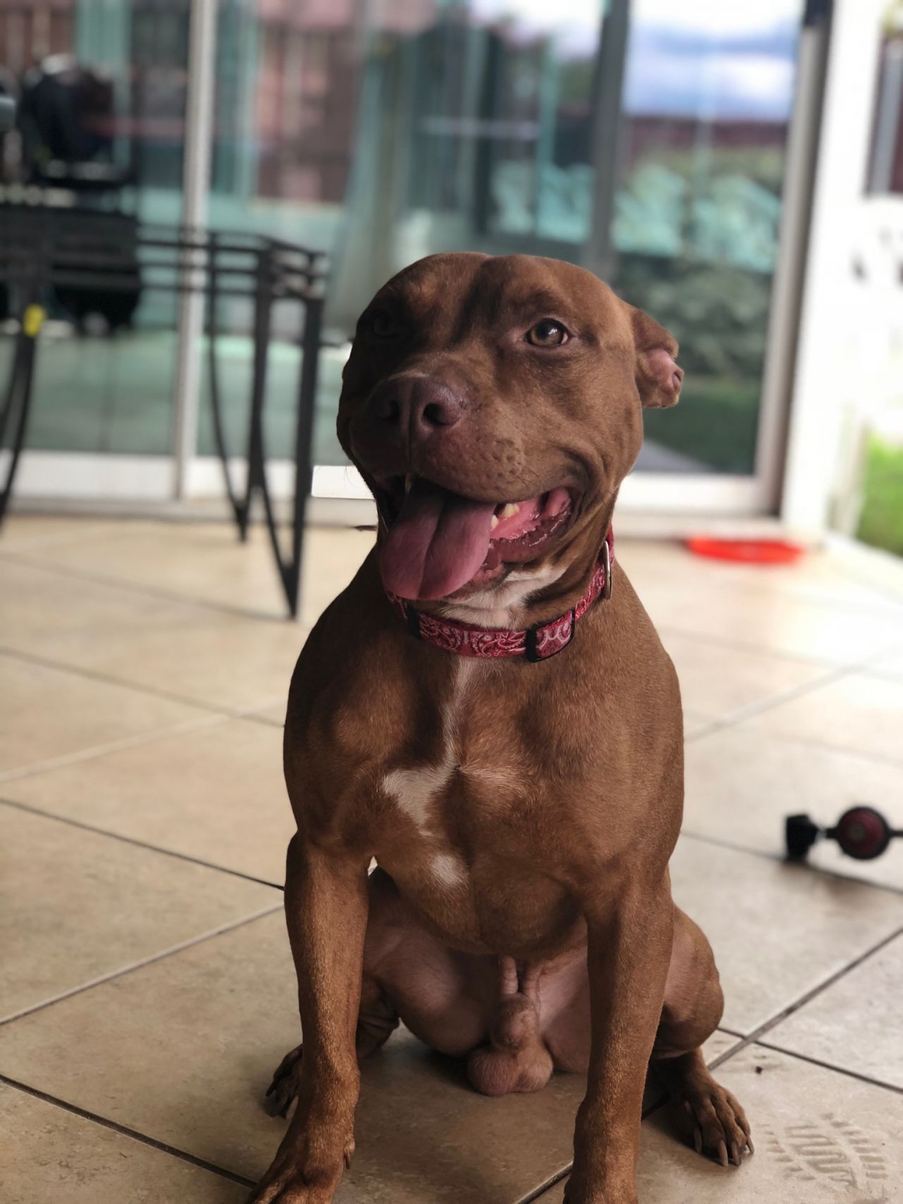 Photo of the dog