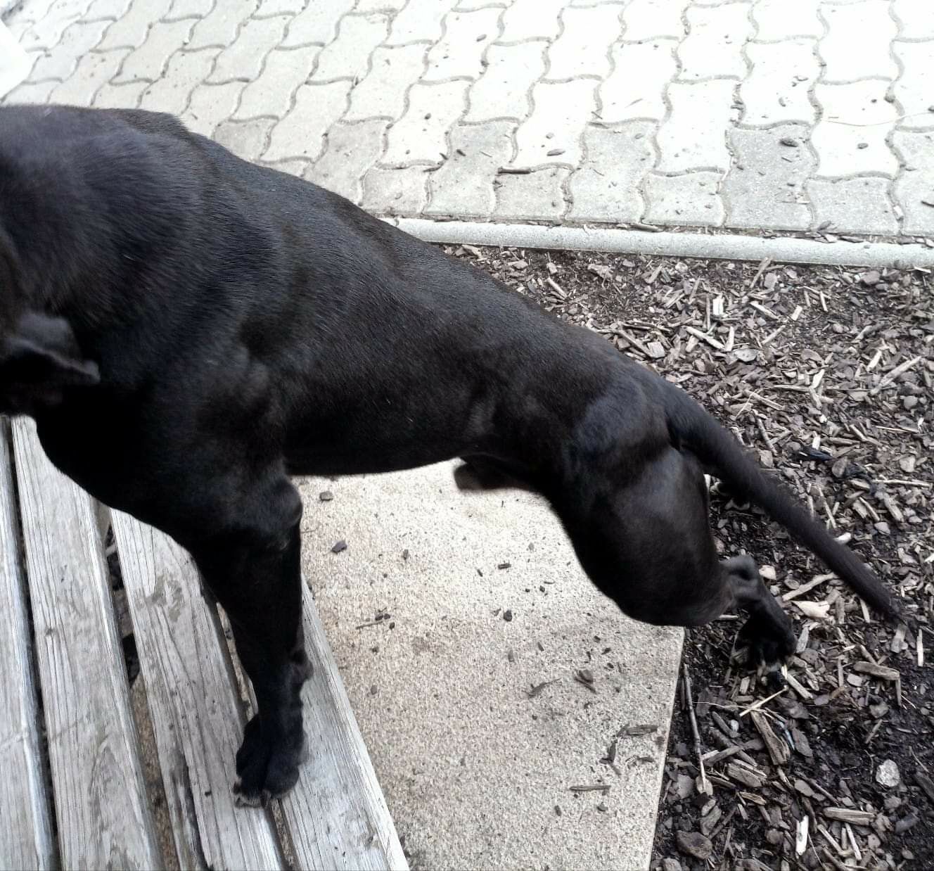 Photo of the dog