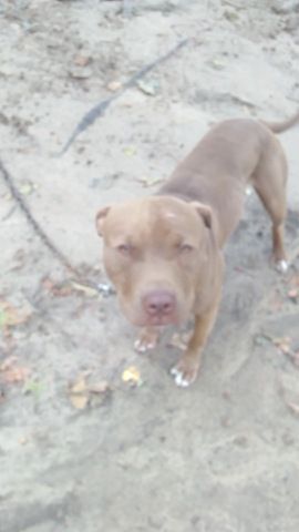 Photo of the dog