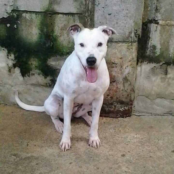 Photo of the dog