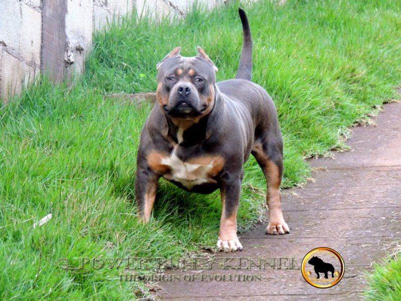 Photo of the dog