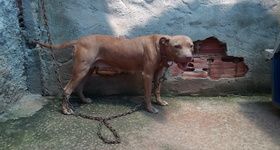 Photo of the dog