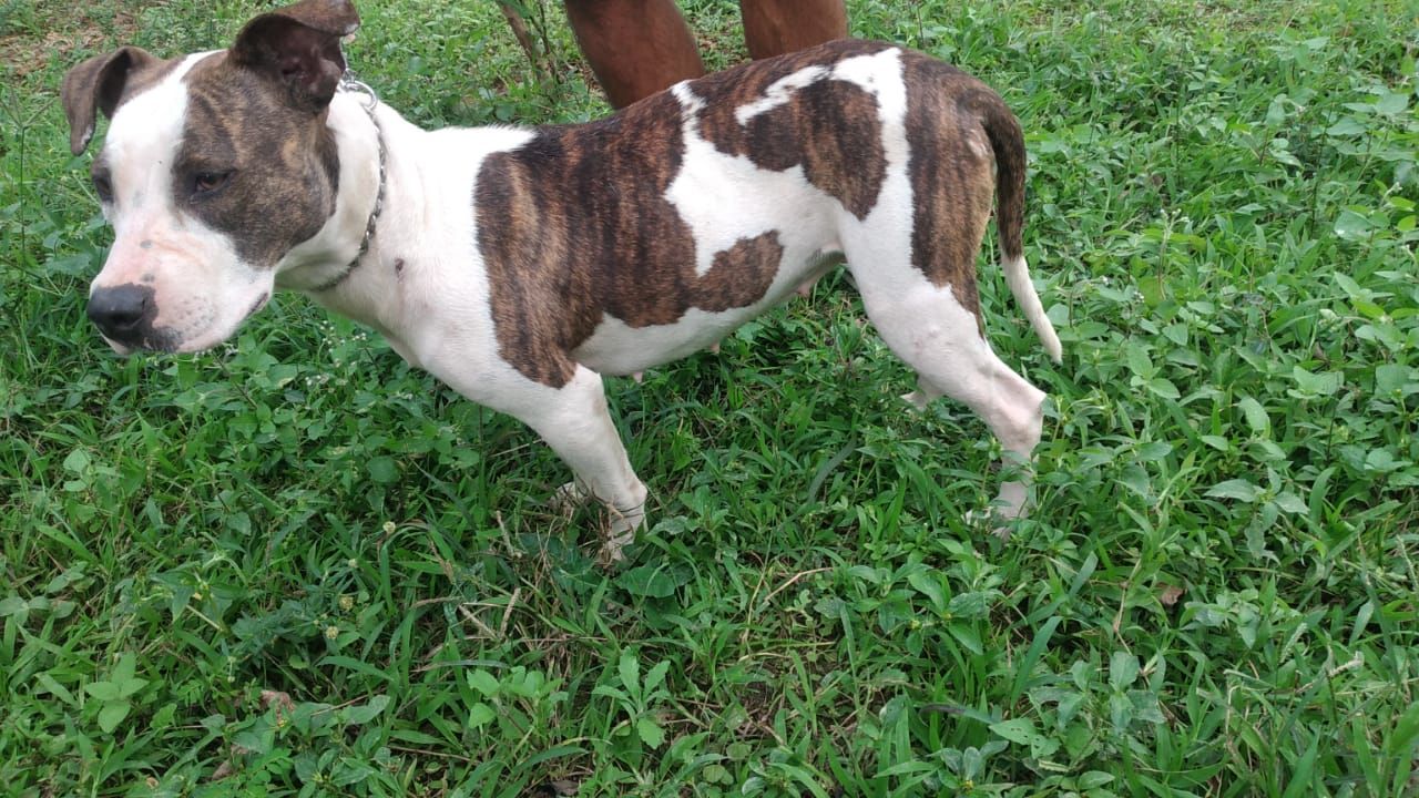 Photo of the dog