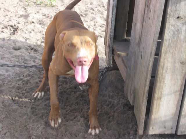 Photo of the dog