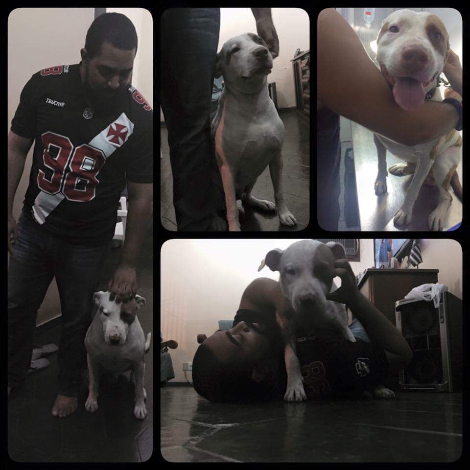 Photo of the dog