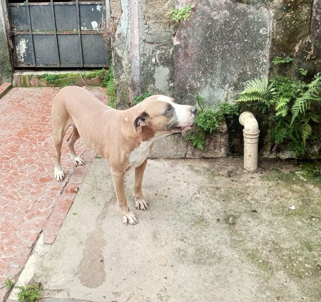 Photo of the dog