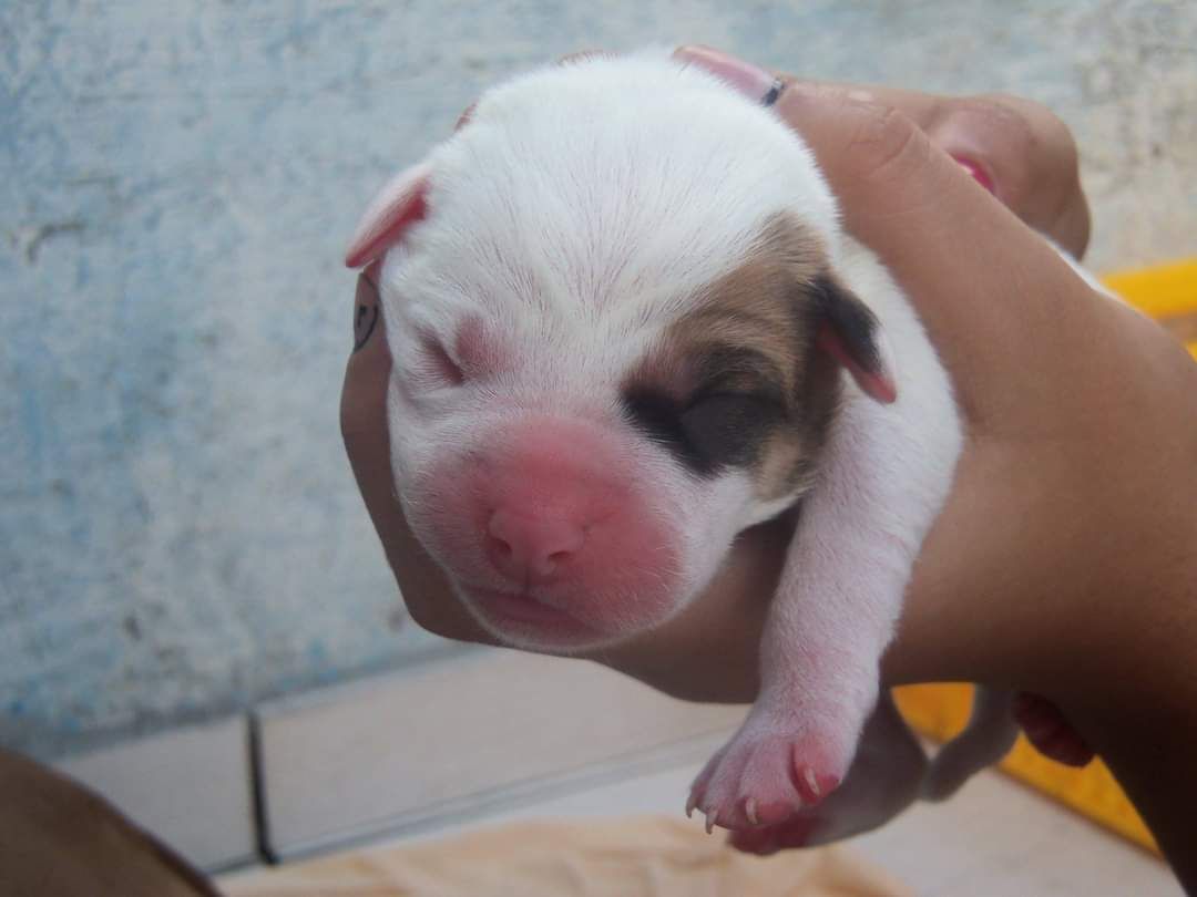 Photo of the dog