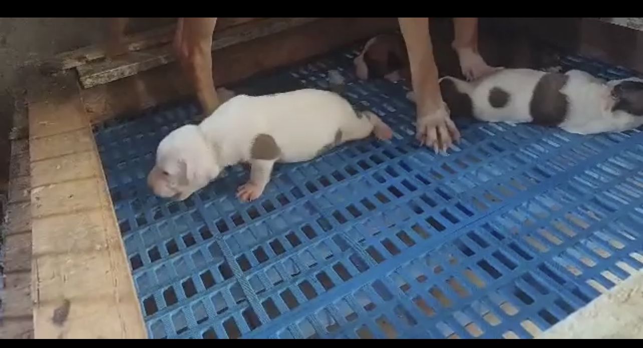 Photo of the dog