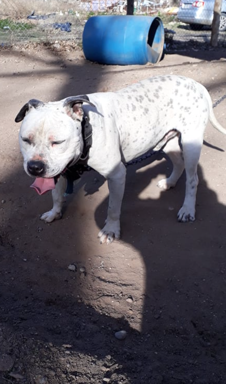 Photo of the dog