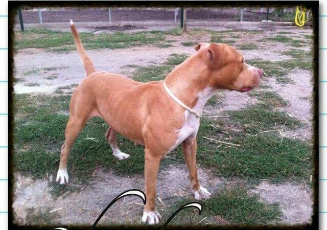 Photo of the dog
