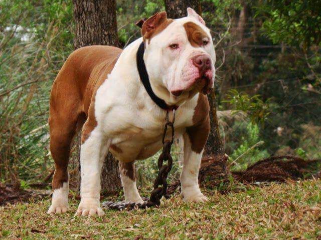 Photo of the dog