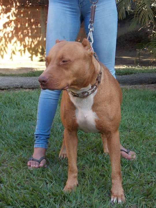 Photo of the dog