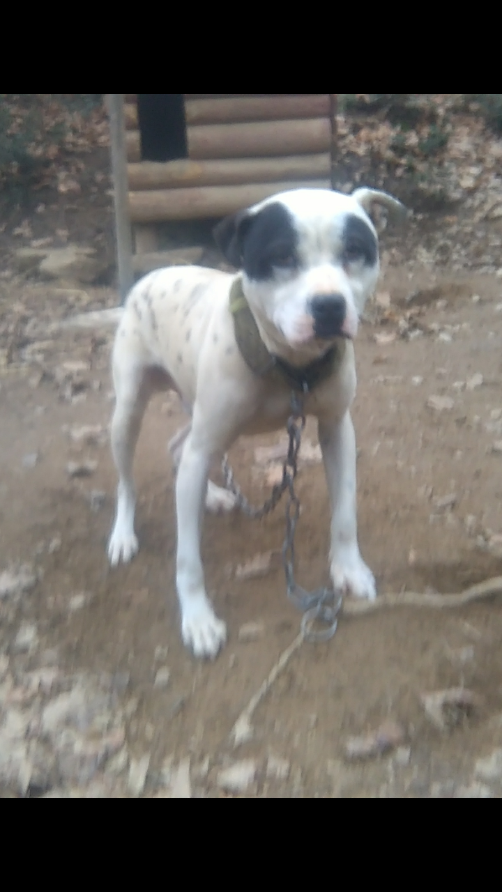 Photo of the dog
