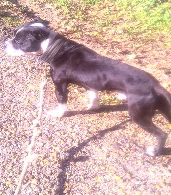 Photo of the dog