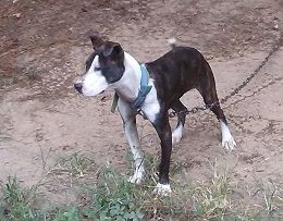 Photo of the dog