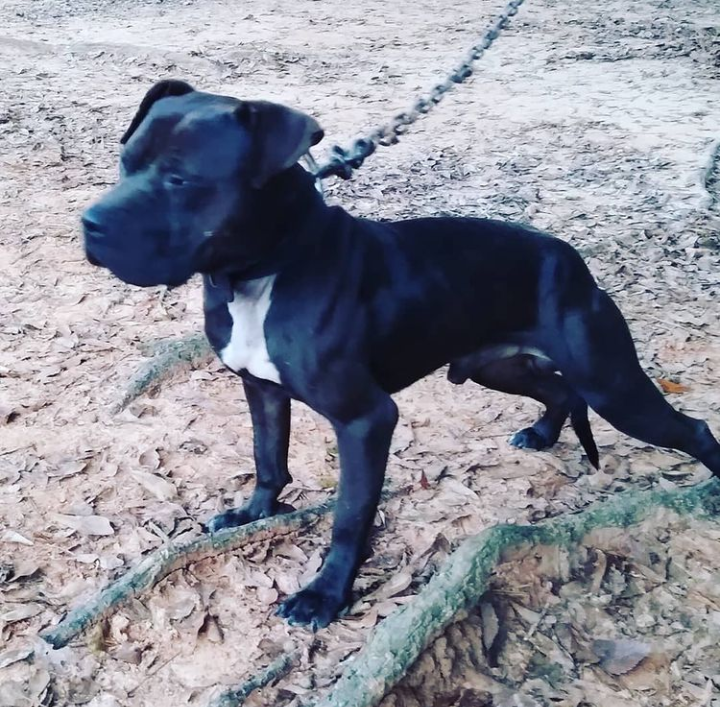 Photo of the dog