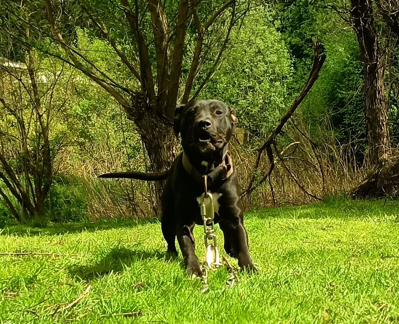 Photo of the dog