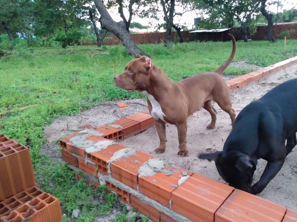 Photo of the dog