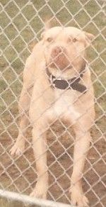Photo of the dog