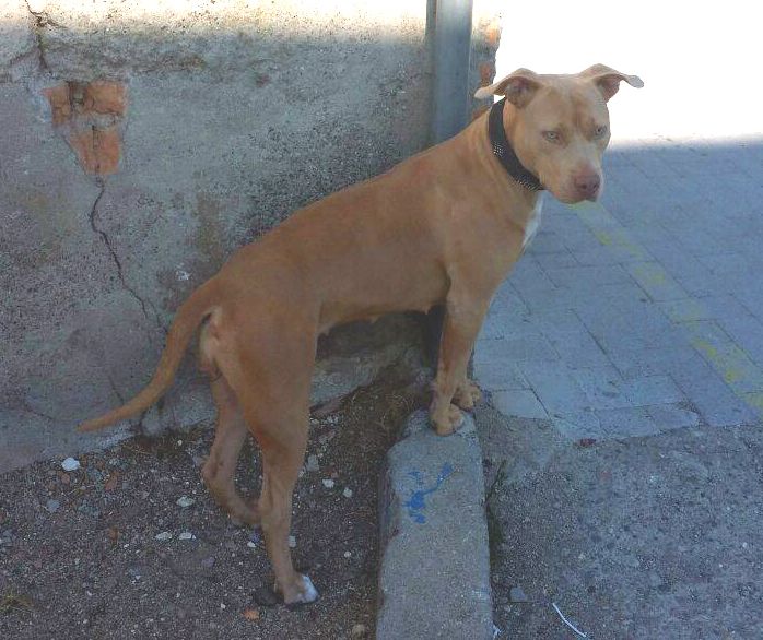 Photo of the dog