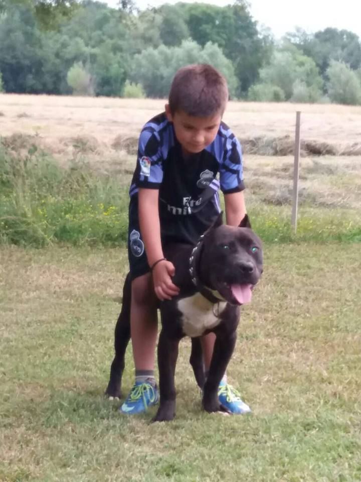 Photo of the dog