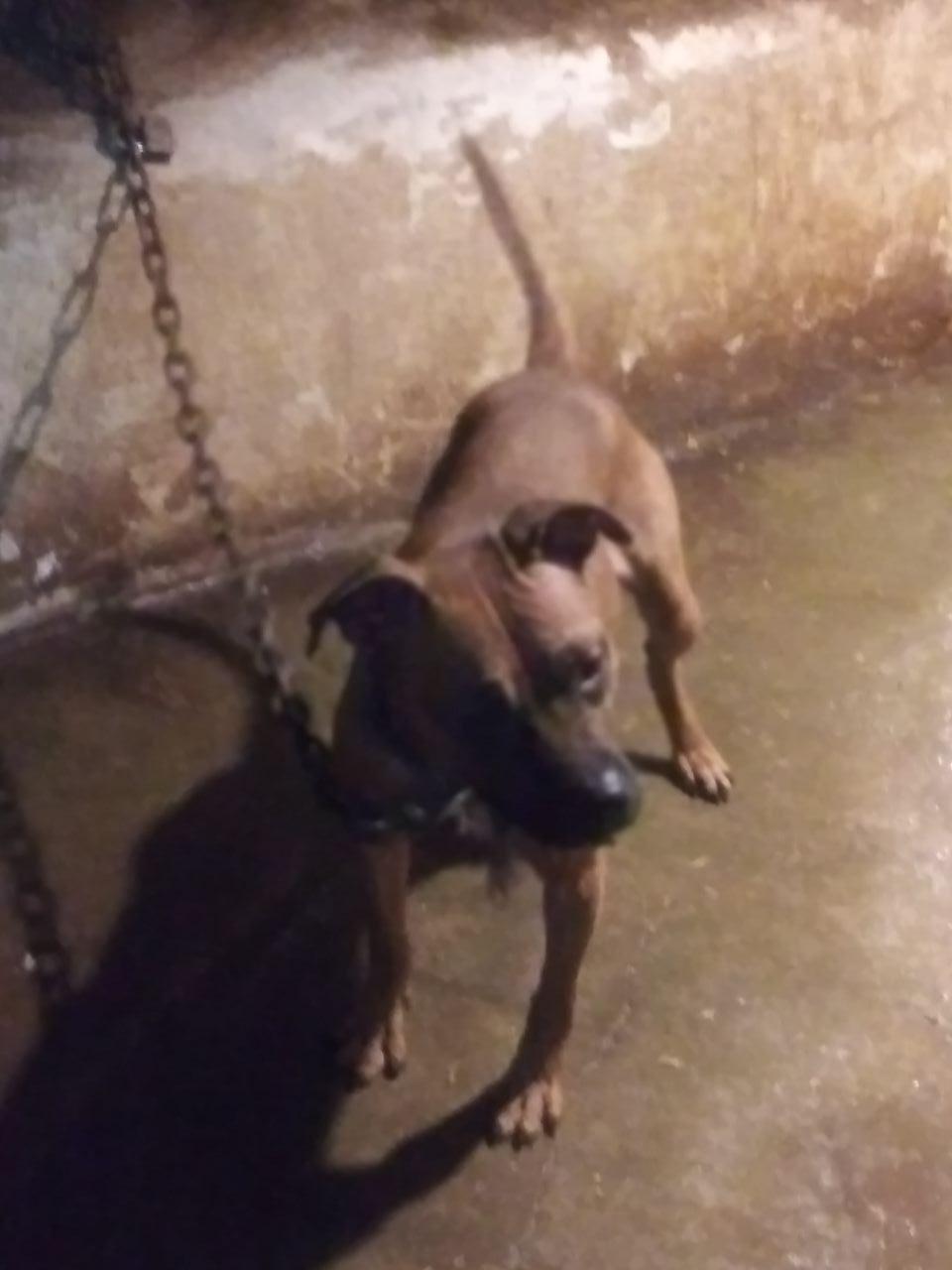 Photo of the dog