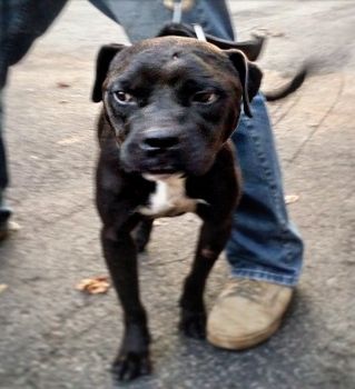 Photo of the dog