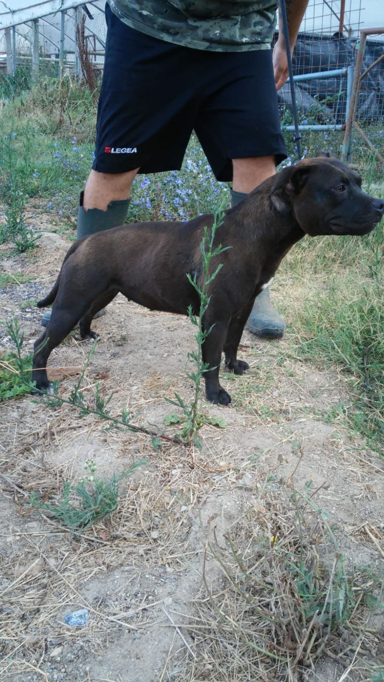 Photo of the dog