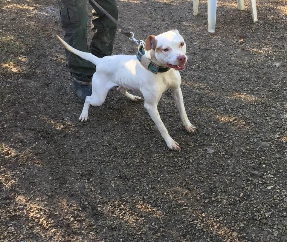Photo of the dog