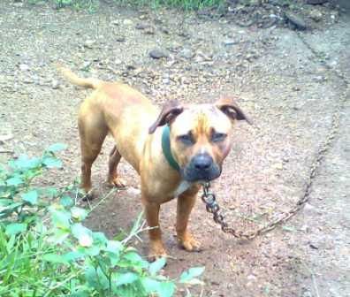Photo of the dog