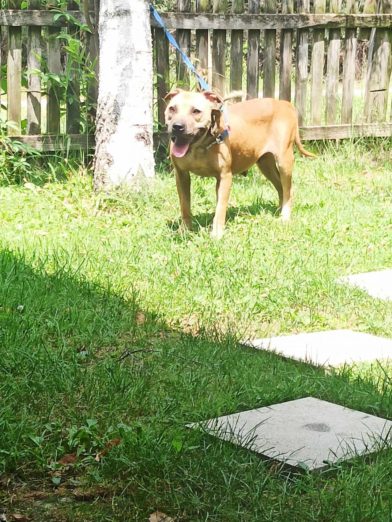 Photo of the dog