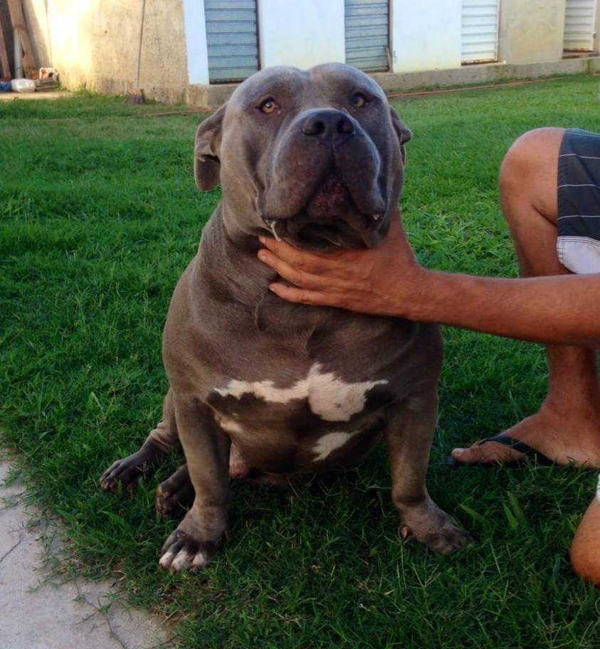 Photo of the dog
