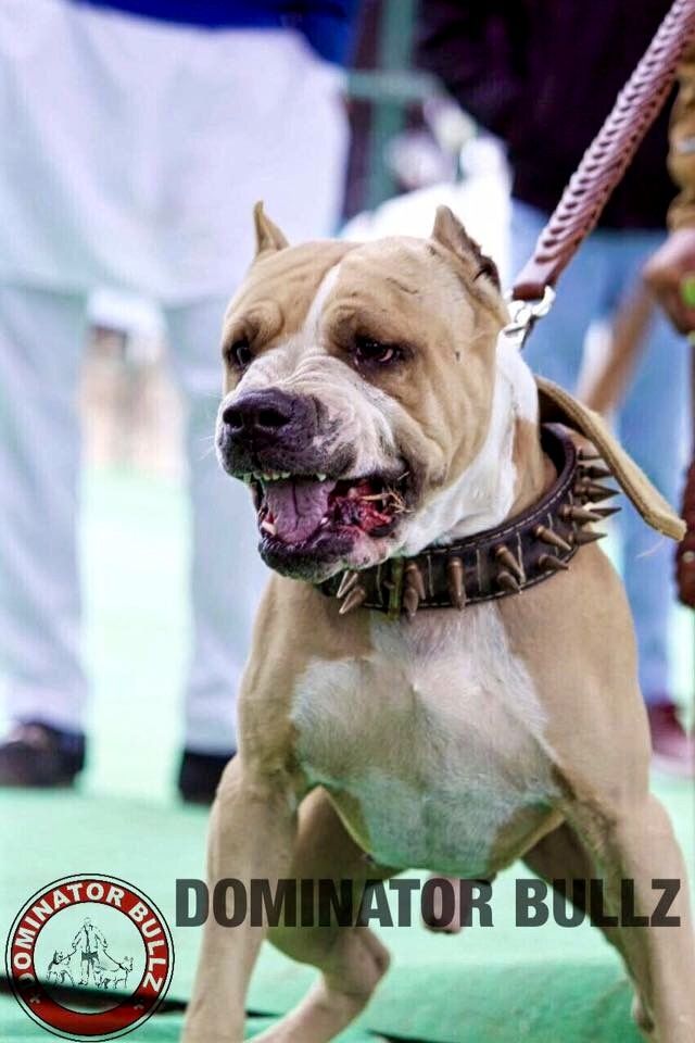 Photo of the dog