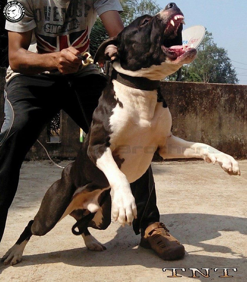 Photo of the dog