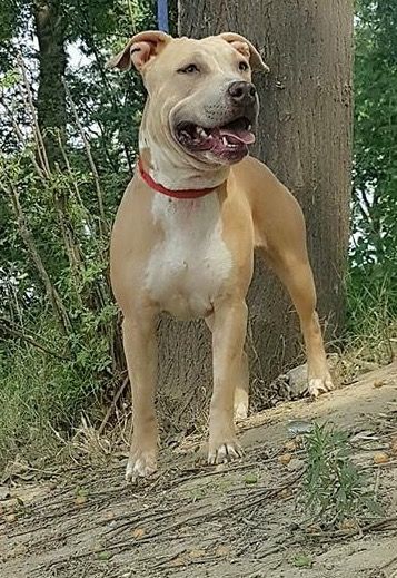 Photo of the dog