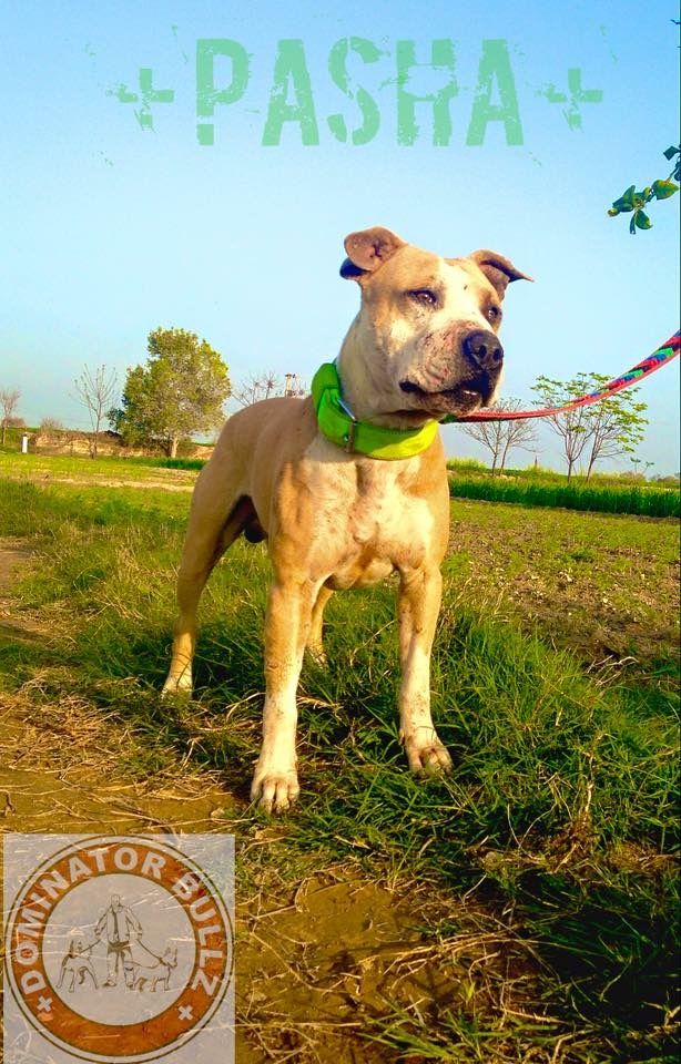 Photo of the dog