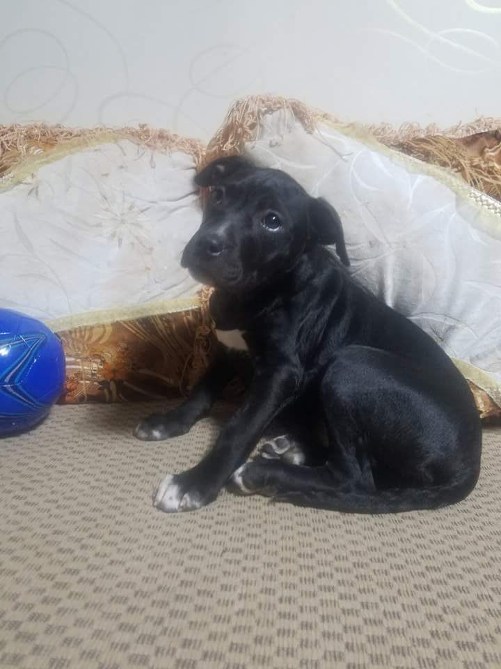 Photo of the dog