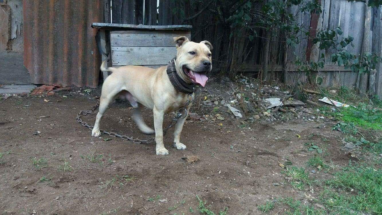 Photo of the dog