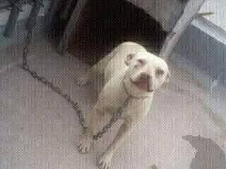 Photo of the dog