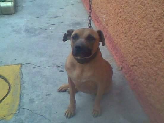 Photo of the dog
