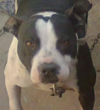 Photo of the dog