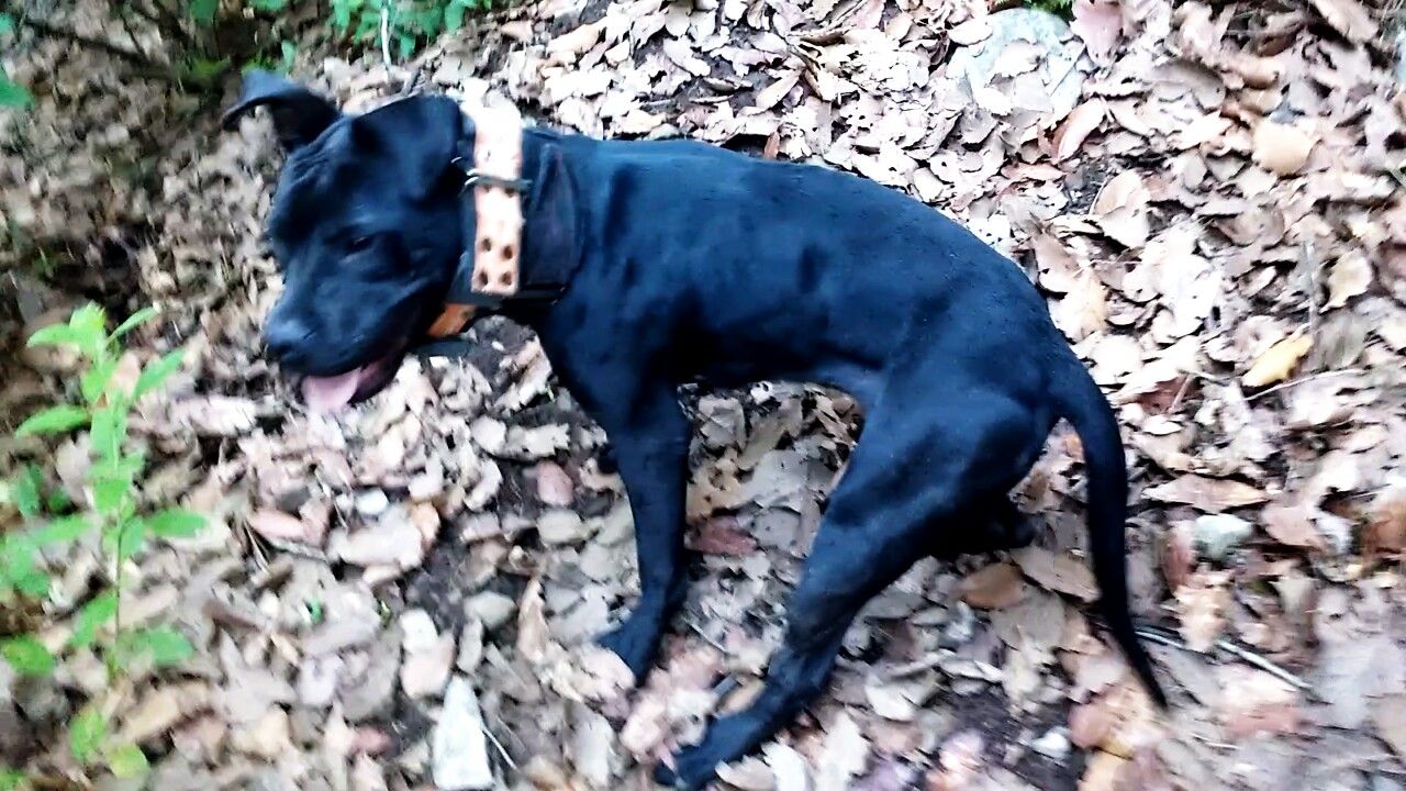 Photo of the dog