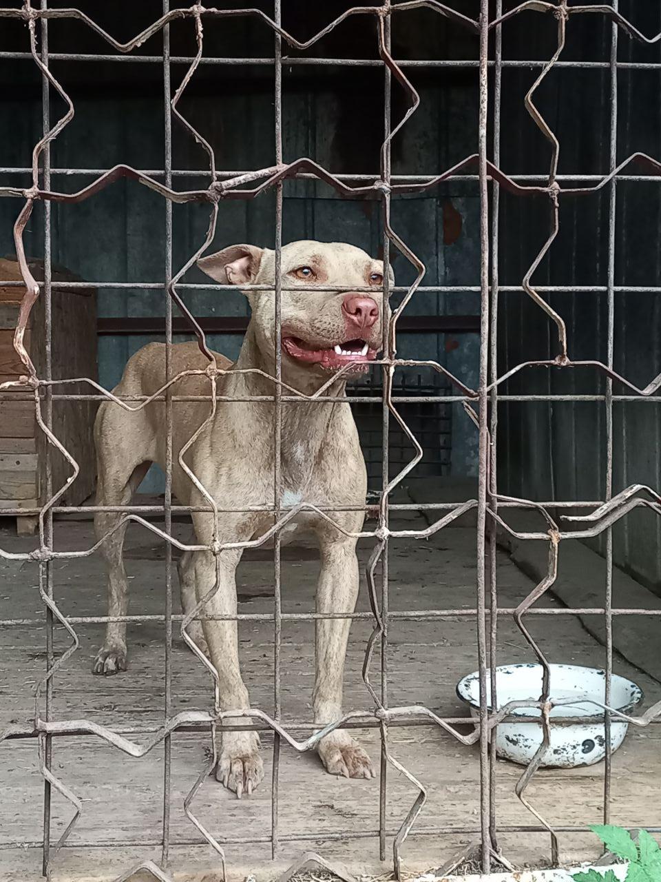 Photo of the dog
