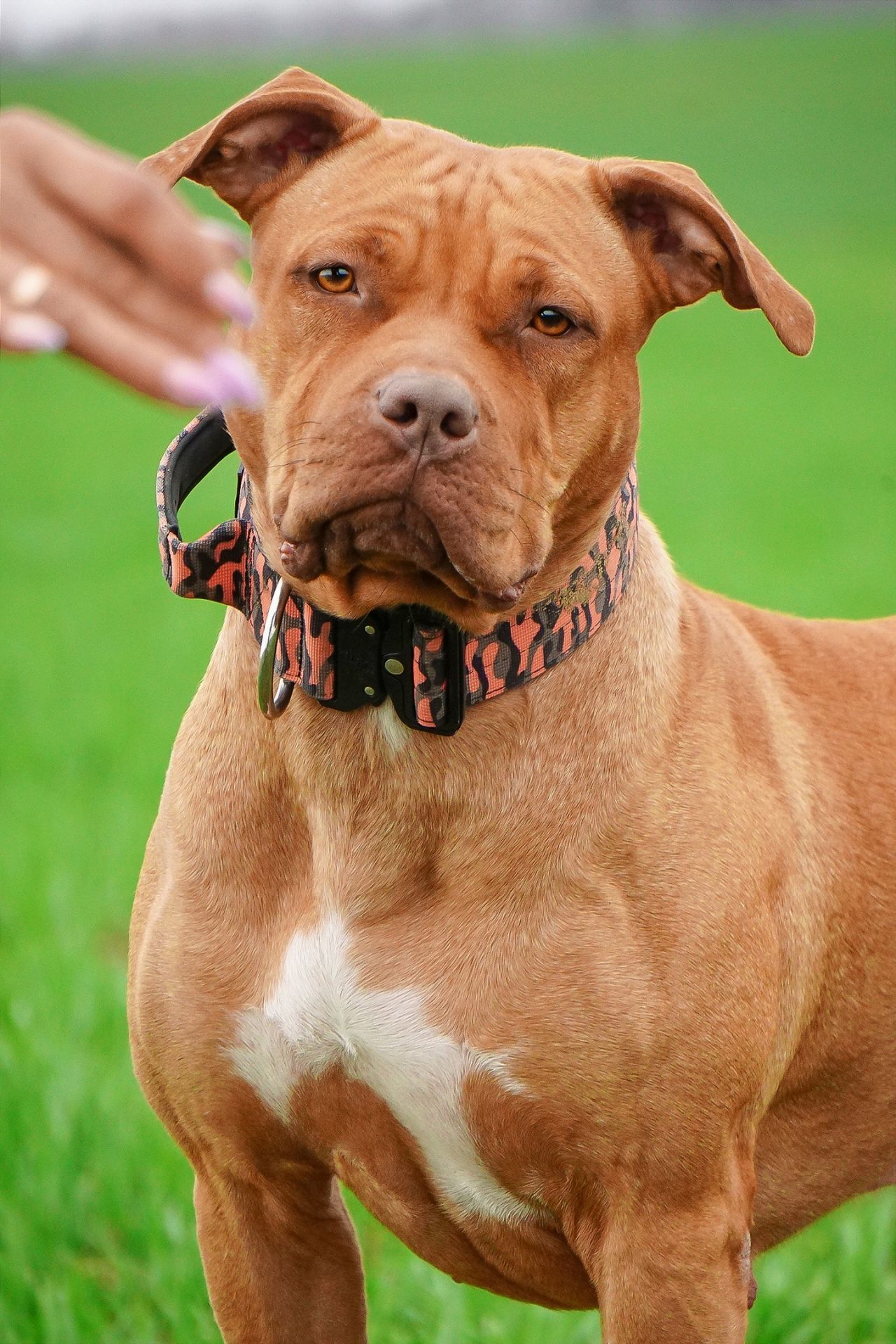 Photo of the dog