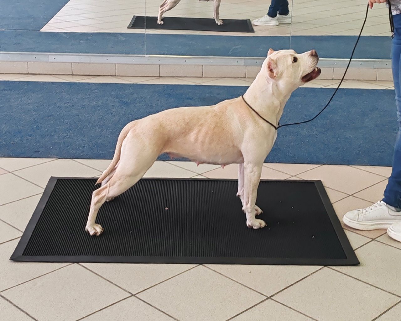 Photo of the dog