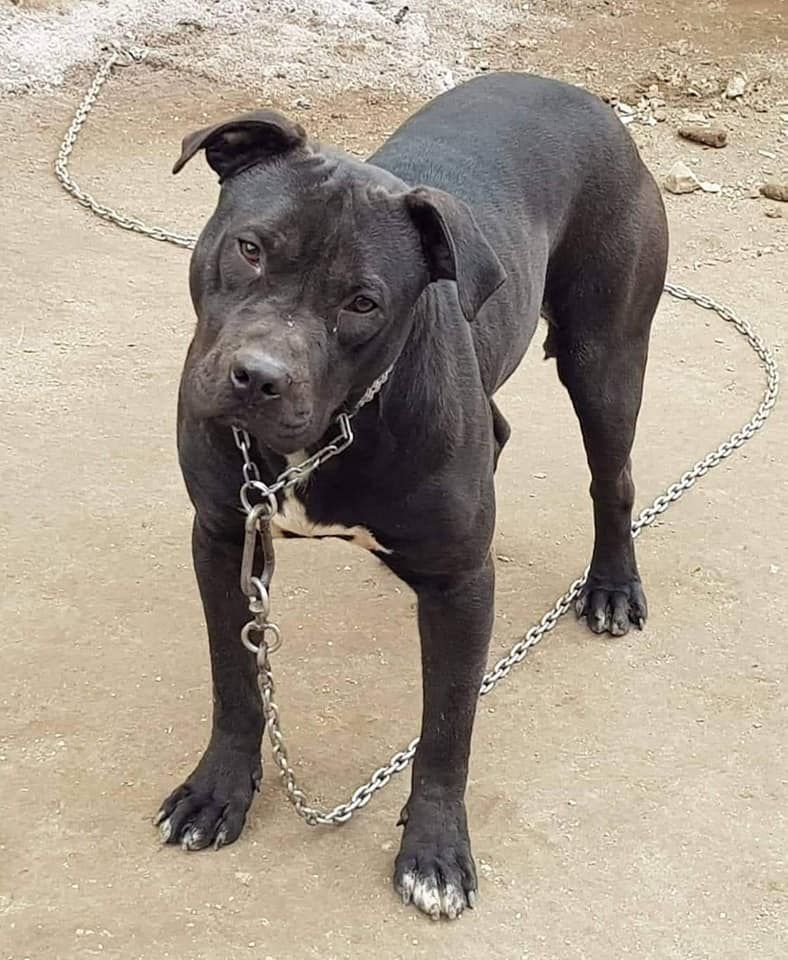Photo of the dog